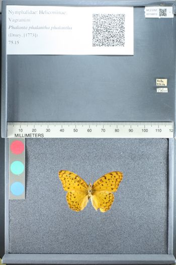Media type: image;   Entomology 158913